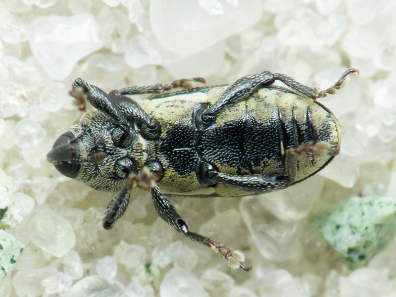 Limnobaris dolorosa (Goeze, 1777)